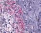 NTSR1 / NTR Antibody (Cytoplasmic Domain)